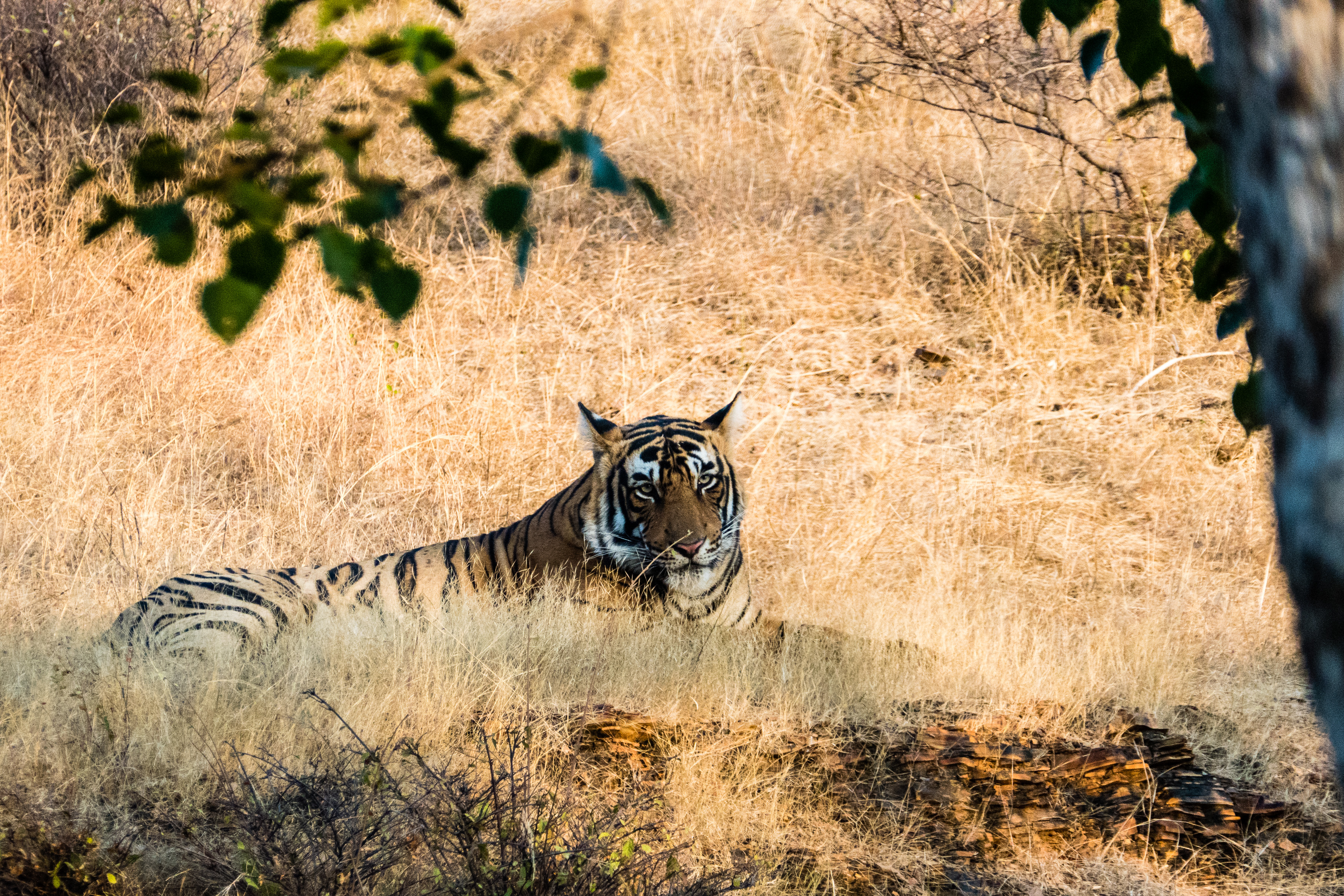07 Ranthambore 8